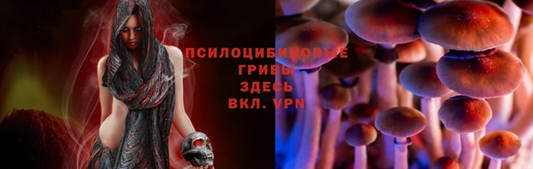 прущие грибы Надым